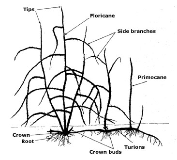 366x330 Blackberry Plant Showing Primocanes (First Year Growth)