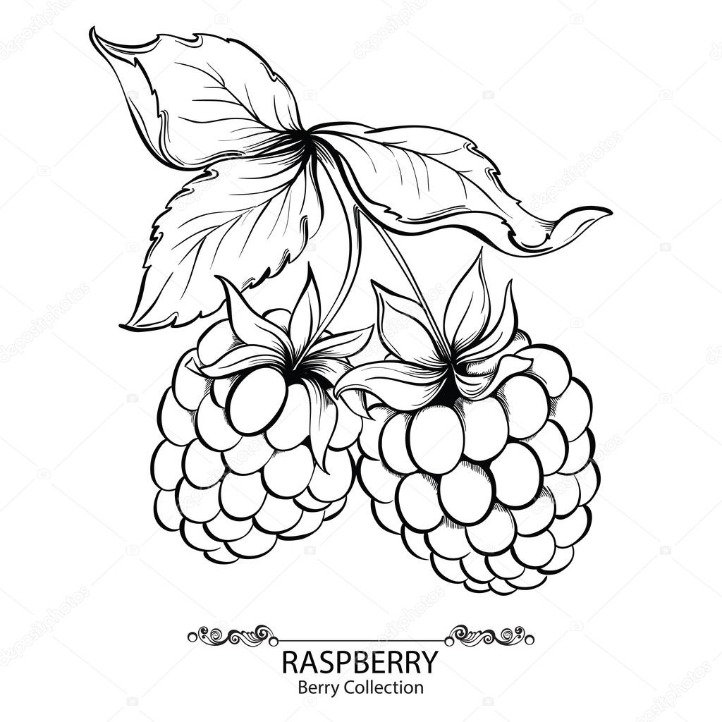 1024x1024 Drawn Berry Vector
