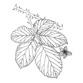 290x290 Gallery Of Illustrations