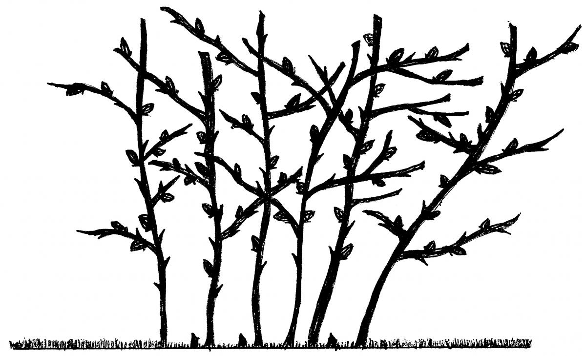 1200x729 Pruning Erect Blackberries In The Home Garden Ohioline