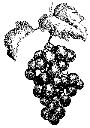 300x426 What Is This Tree (Botanyarchitecture)