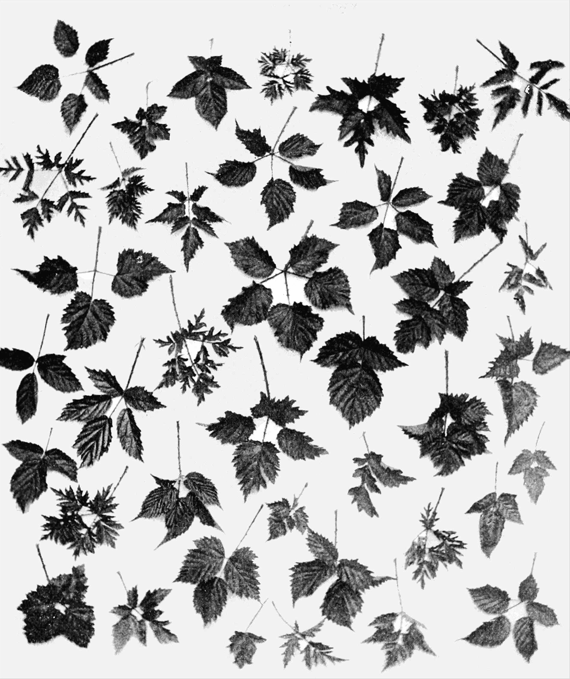 1900x2261 Blackberry Clipart Blackberry Plant Drawing Blackberry Hand Drawn