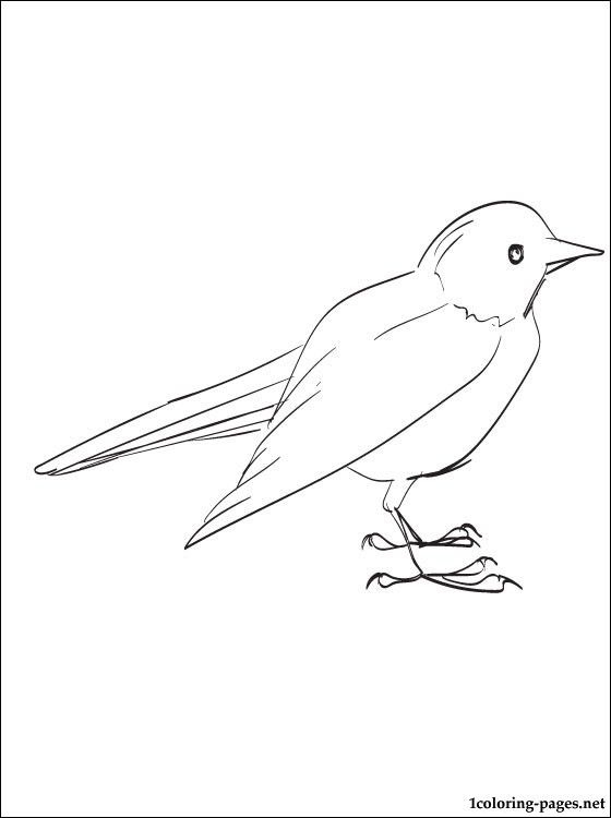 Blackbird Drawing