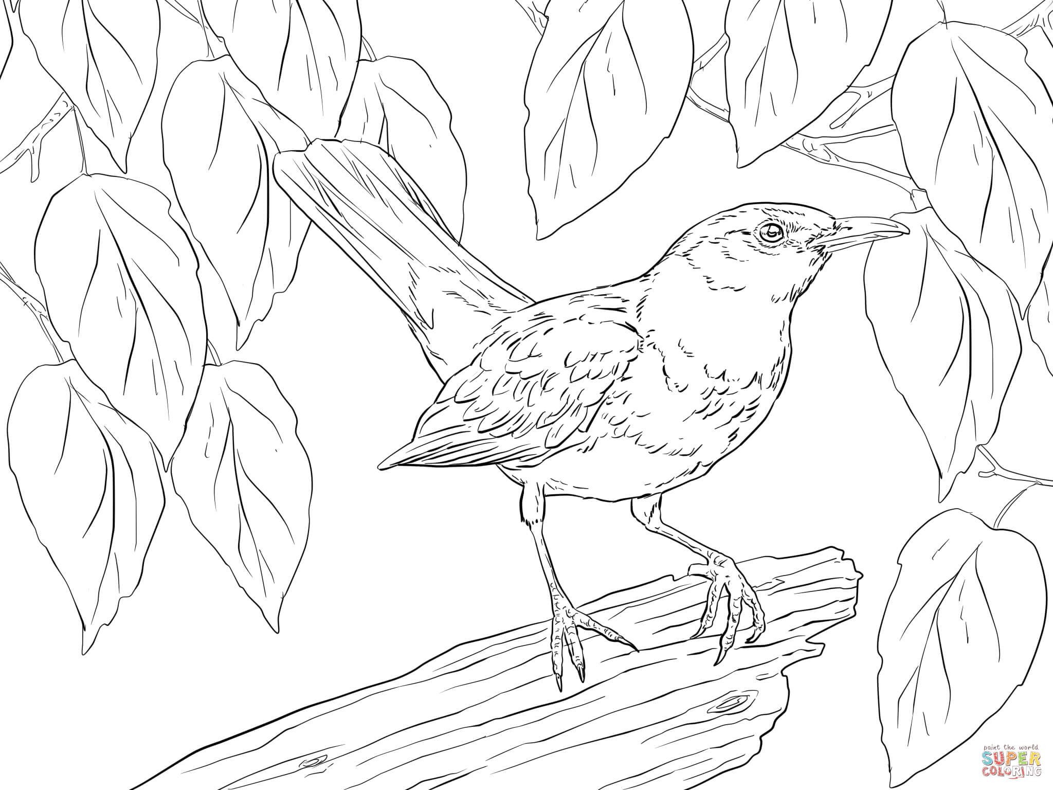 2048x1536 Blackbird Male Coloring Page Free Printable Coloring Pages