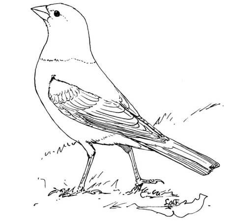 480x450 Brown Headed Cowbird Coloring Page Bordados