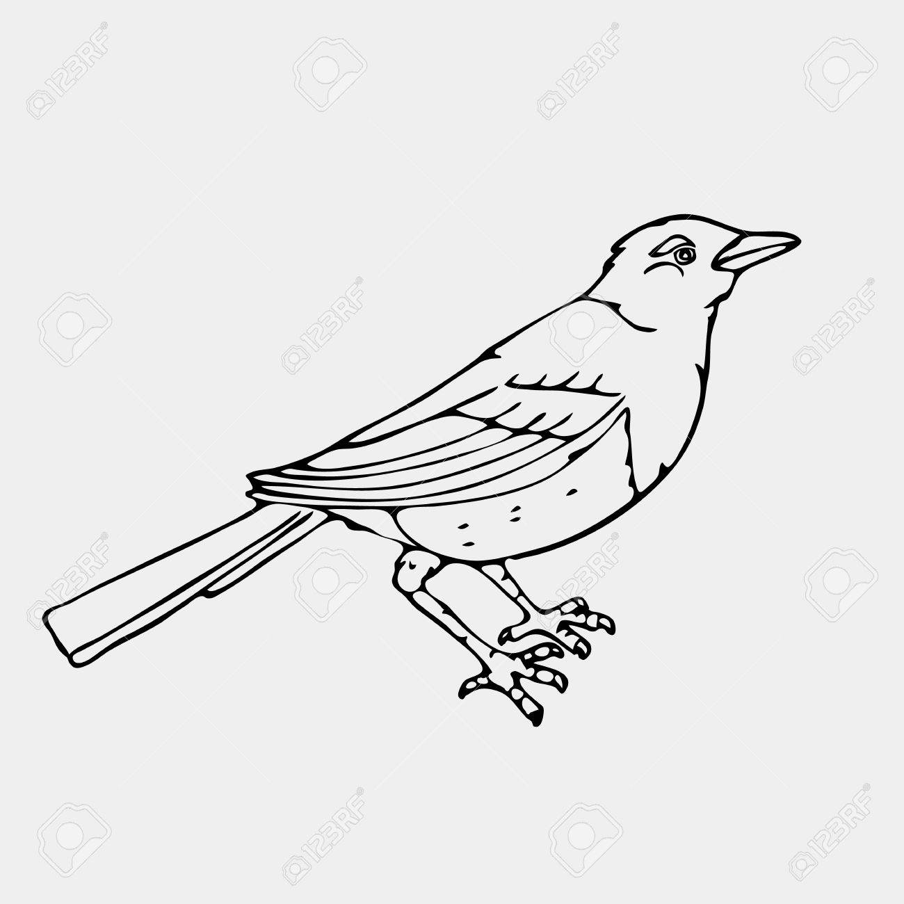 1300x1300 Hand Drawn Pencil Graphics,small Bird, Jackdaw, Magpie, Bird