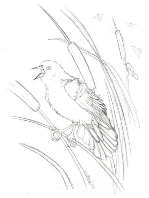 500x663 Kirsten Wahlquist Illustration