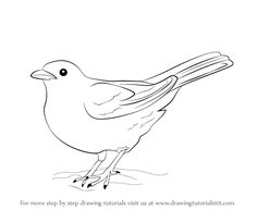 236x193 Pencil Drawing Of A Blackbird Tattoo Drawings