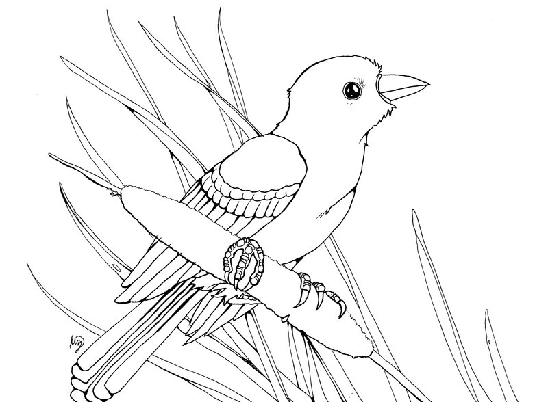 800x588 Redwing Blackbird Lines By Allison Beriyani