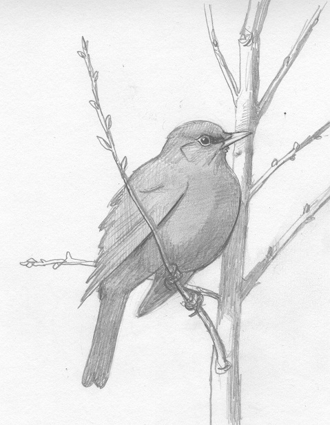 479x617 Wildlife Drawing Journal