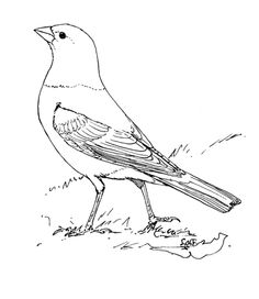 236x272 Red Wing Blackbird Drawing