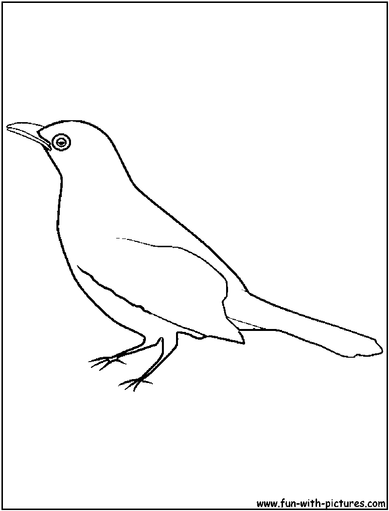 800x1050 Black Bird Coloring Black Angry Bird Coloring Page