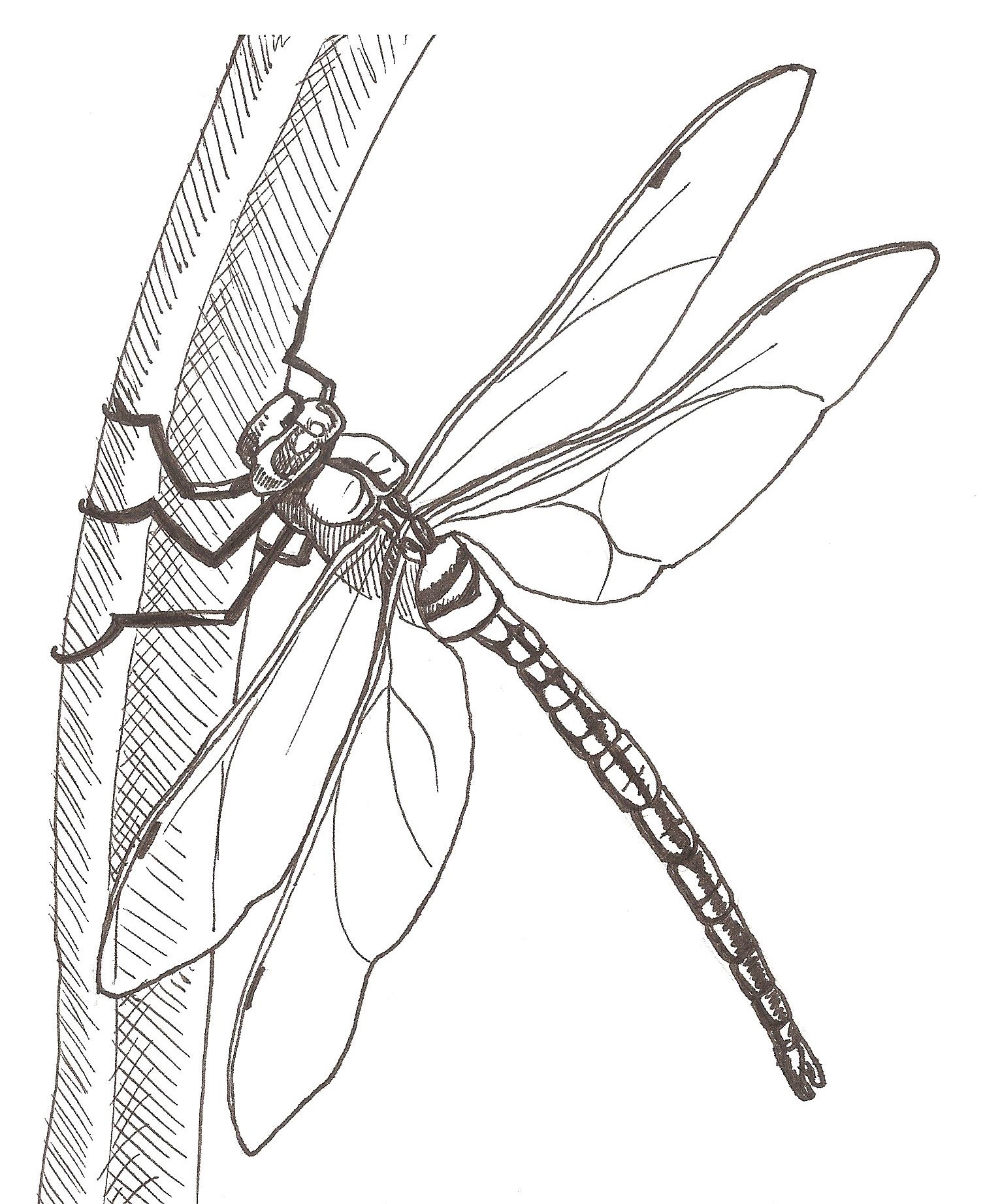 1508x1844 How To Draw A Dragonfly Worksheet