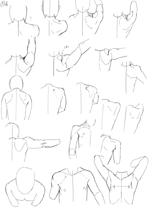 480x671 Drawing Helpreference Shoulders And Shoulder Blades Study