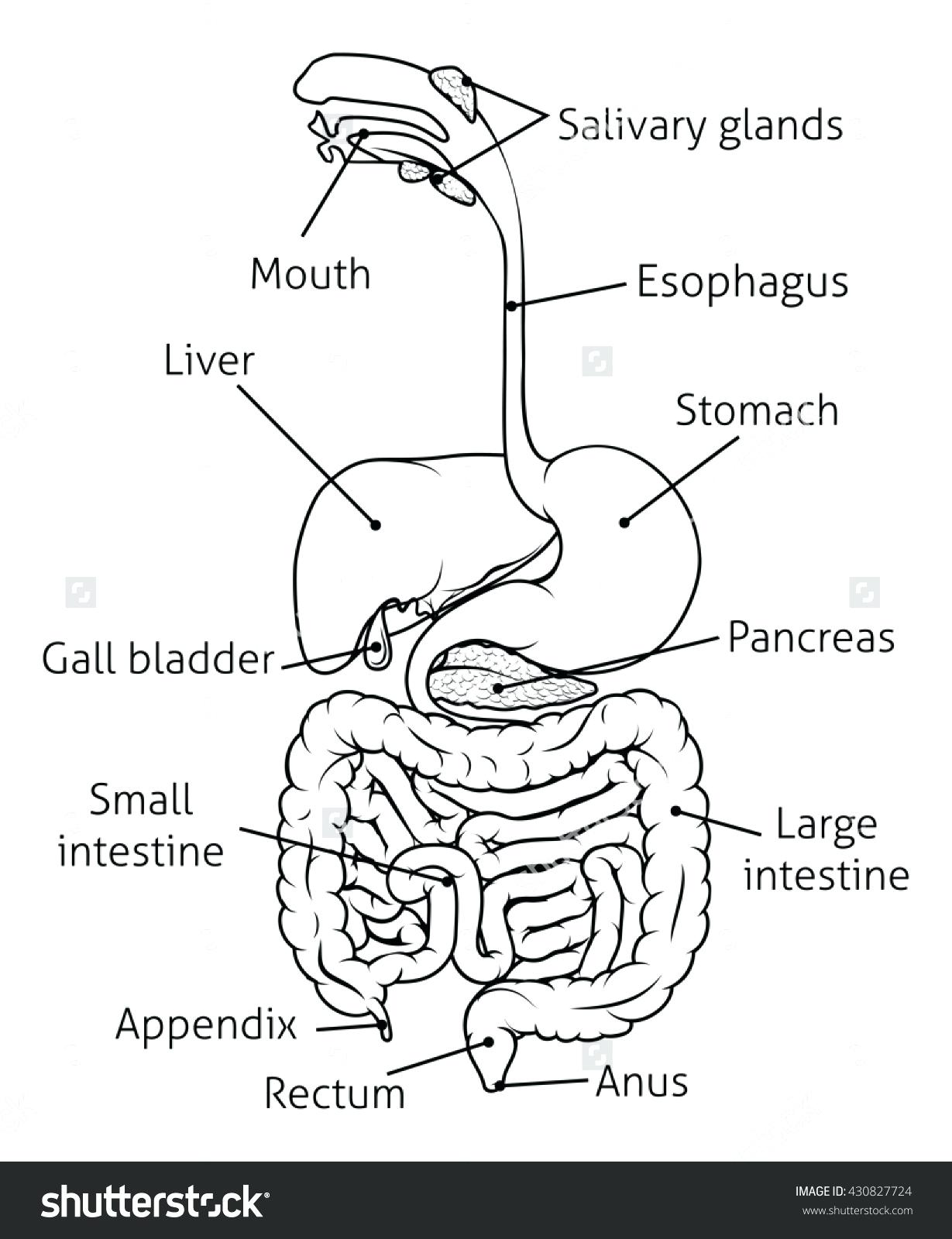 1229x1600 Diagram Label Digestive System Blank Diagram