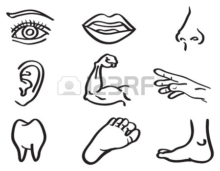 450x350 Human Body Parts Stock Photos. Royalty Free Business Images