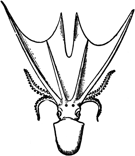 553x640 Blanket Octopus Clipart Etc