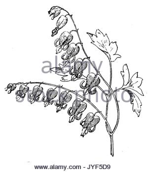 300x350 Vintage Engraving Of Lamprocapnos Or Bleeding Heart Plant, So