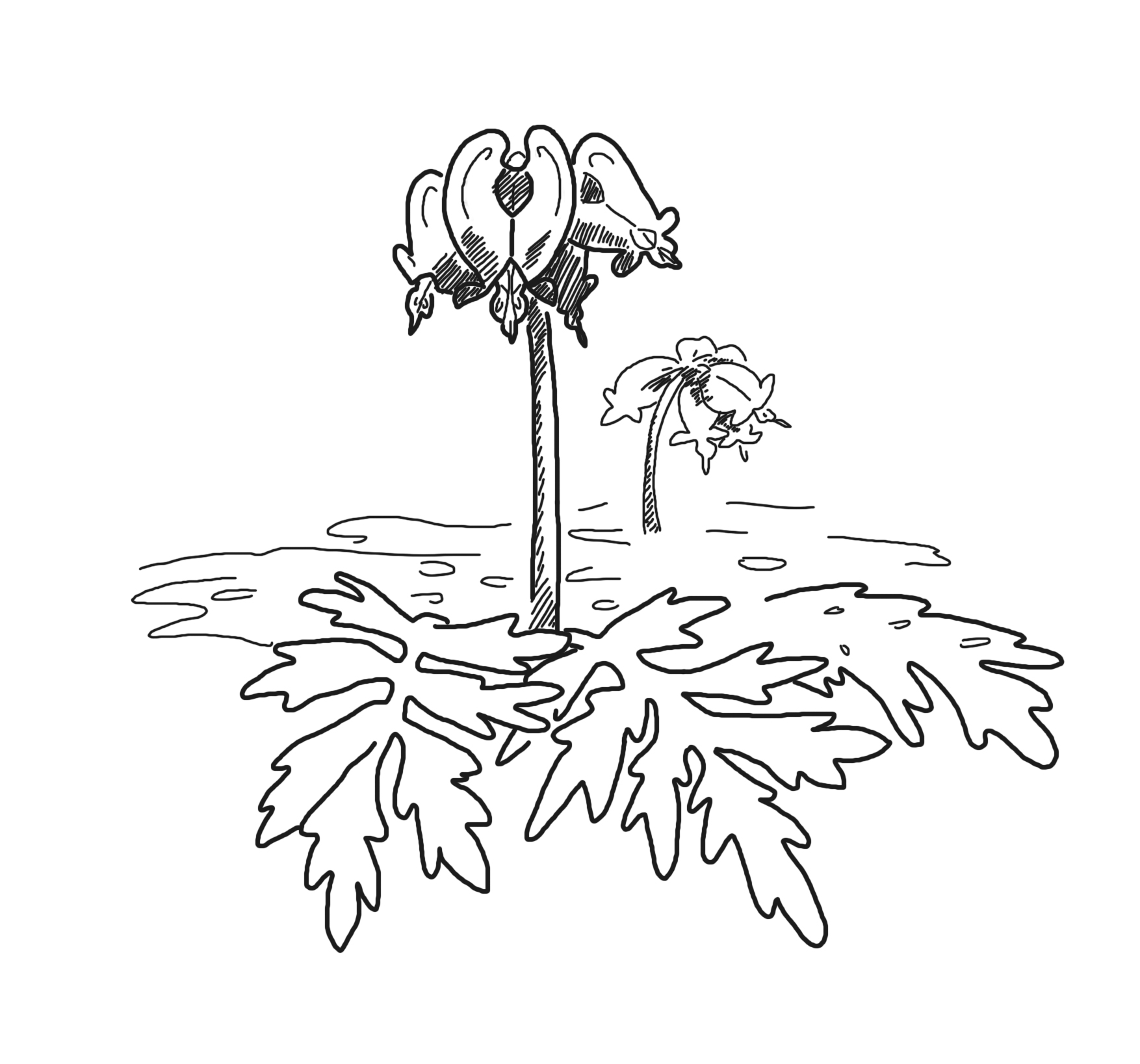 1754x1637 Line Drawing Welcome To Loop C