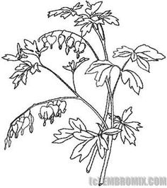 236x266 Snapdragon Pictures Flowers Drawings