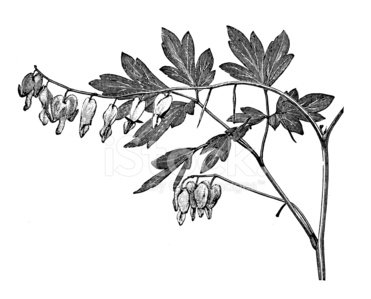 371x299 Antique Illustration Of Lamprocapnos Spectabilis (Bleeding Heart