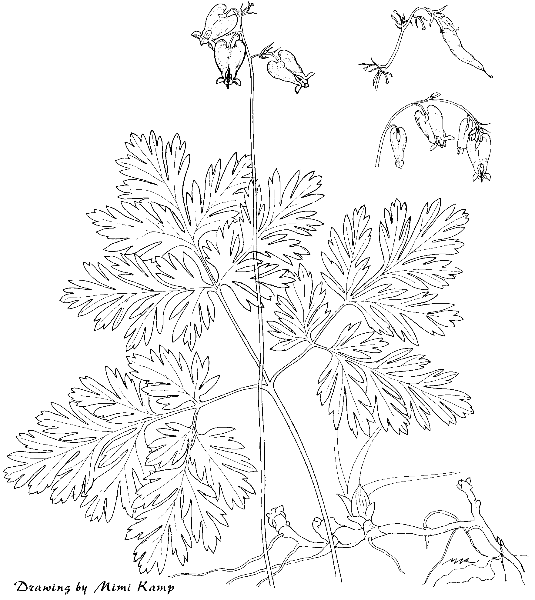 1765x1980 Plant Illustrations By Mimi Kamp