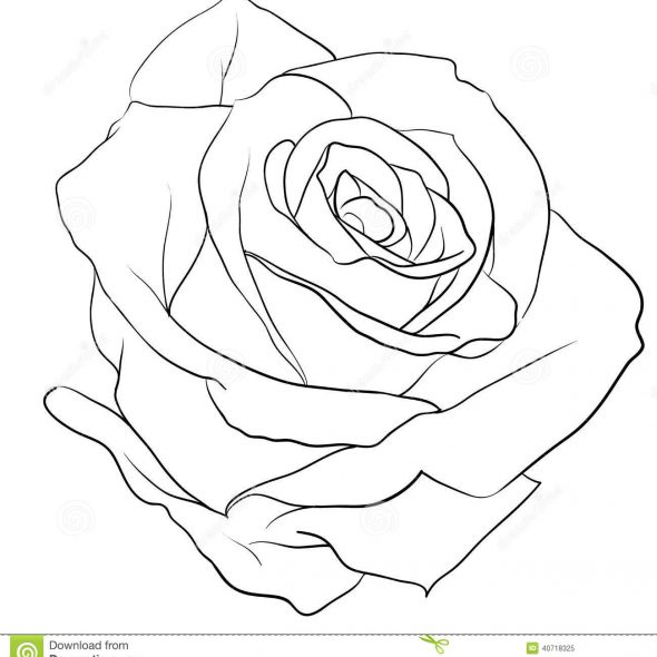 590x590 Rose Pencil Sketch 4 Rose Drawings, Sketches And Draw