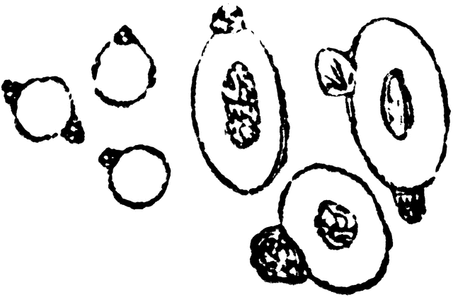 640x420 Effect Of Tannin On Red Blood Cells Clipart Etc