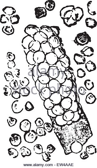 313x540 White Blood Cell Drawing Stock Photos Amp White Blood Cell Drawing