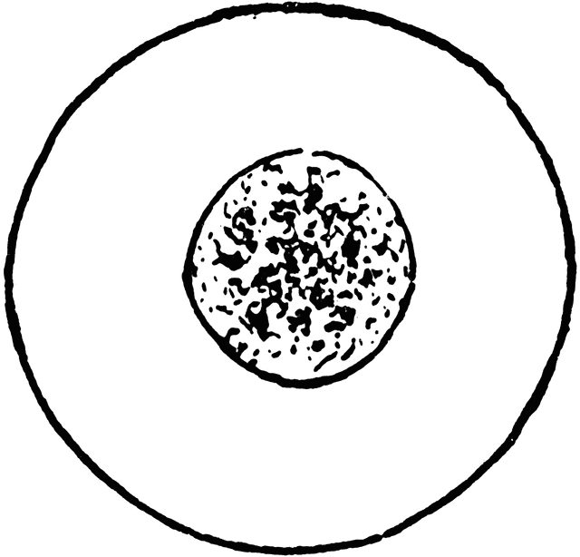 640x614 Blood Cell Clipart Etc