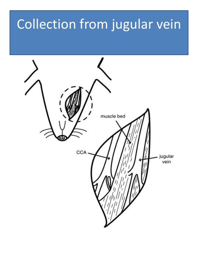 638x851 Blood Collection Techniques From Laboratory Animals