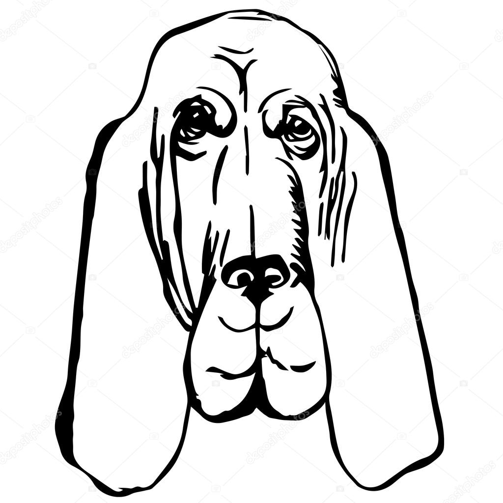 1024x1024 Graphic Vector Illustration Of Bloodhound Dog. Isolated Vector Dog