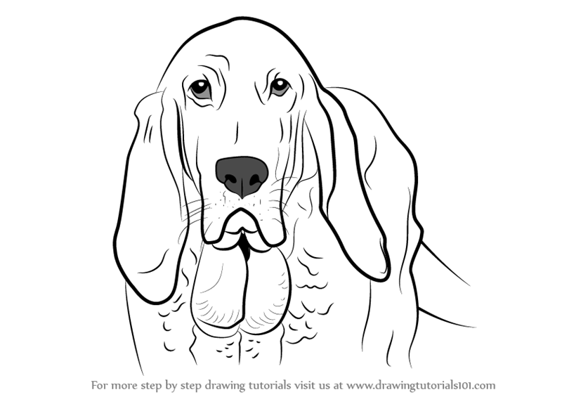 800x565 Learn How To Draw Bloodhound Face (Dogs) Step By Step Drawing
