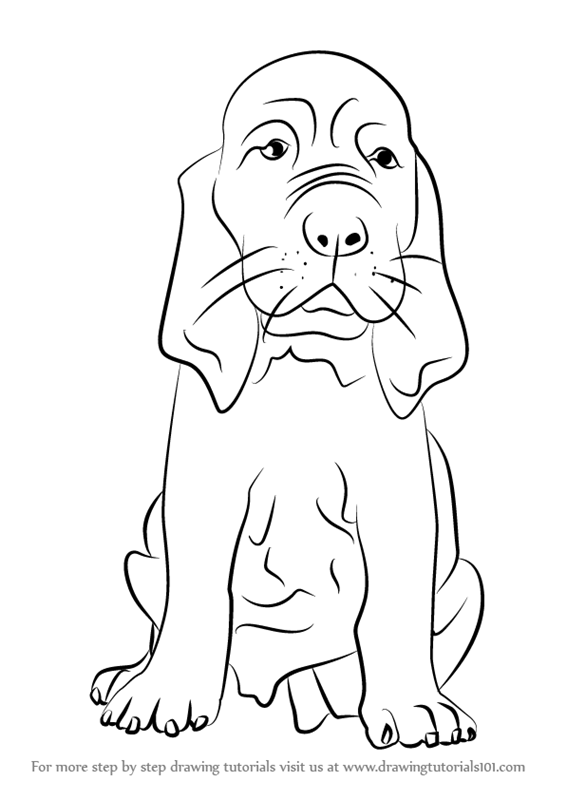 566x800 Learn How To Draw A Bloodhound Puppy (Dogs) Step By Step Drawing