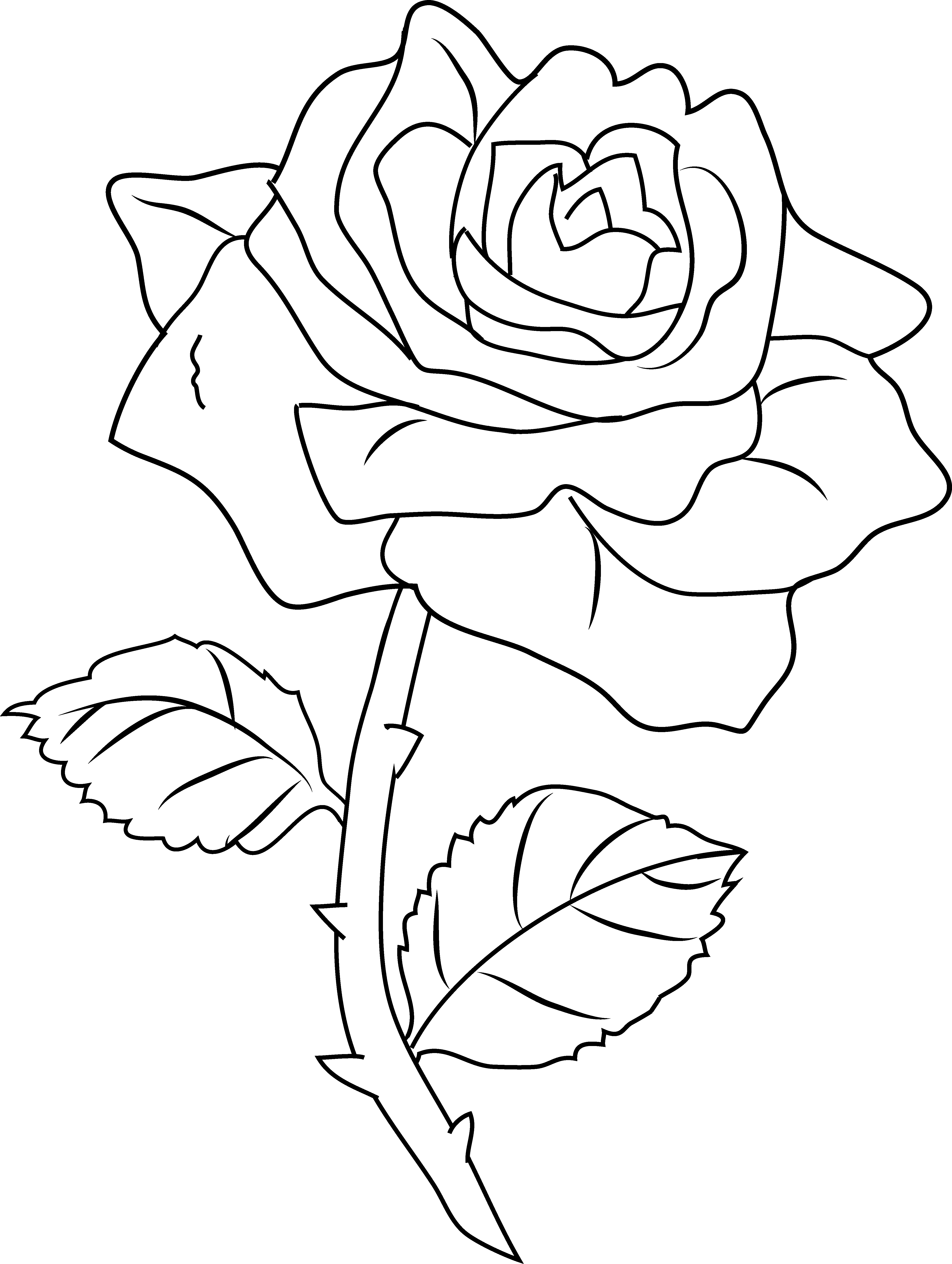 4604x6112 Black And White Roses Pictures