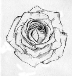 236x246 How To Draw A Open Rose Tattoo Design