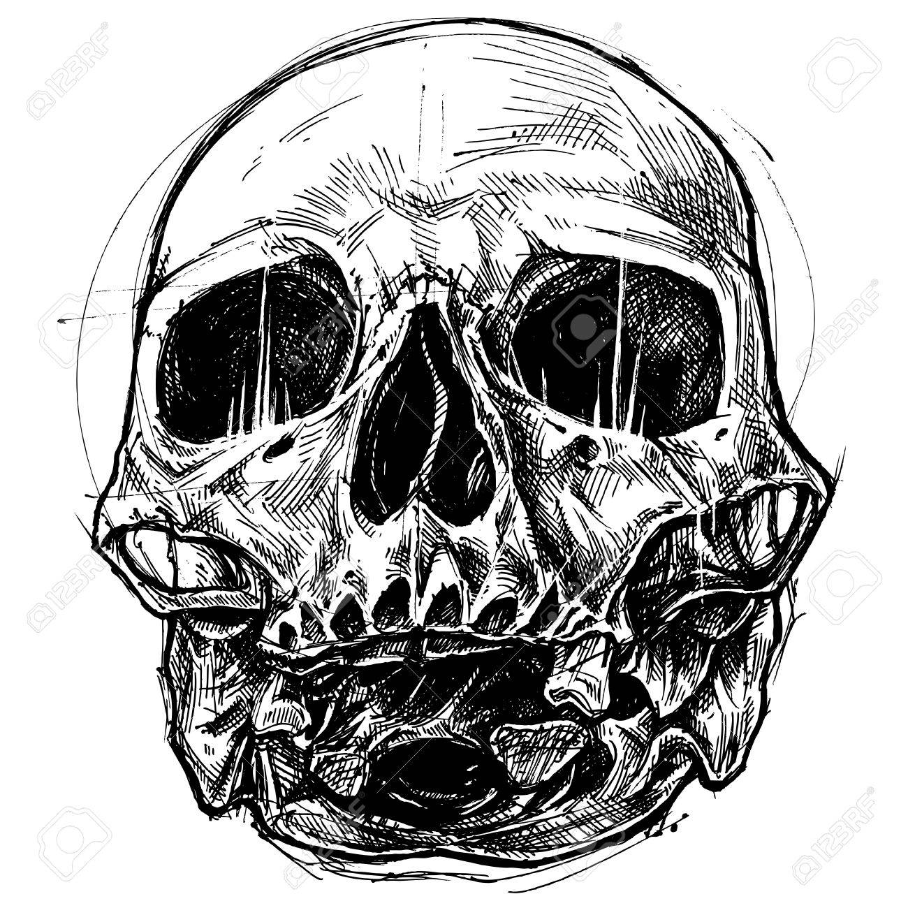 1300x1300 Skull Drawing Line Work Vector For Use. Royalty Free Cliparts