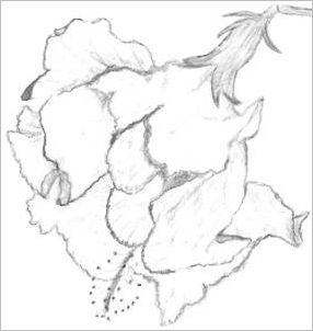 286x302 Drawings Of Hibiscus Flowers