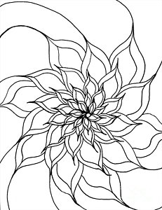 231x300 Full Bloom Drawings Fine Art America