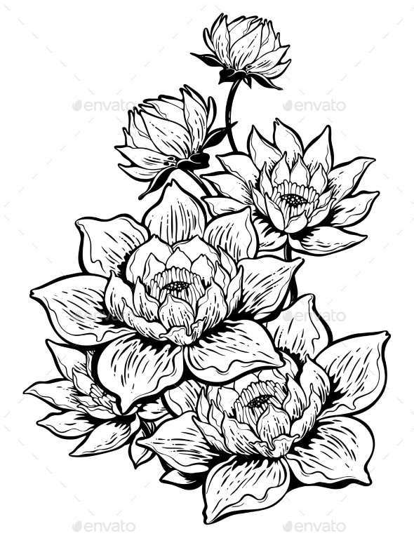 590x767 Lotus Lily Flower In Bloom By Phoenixneon Graphicriver