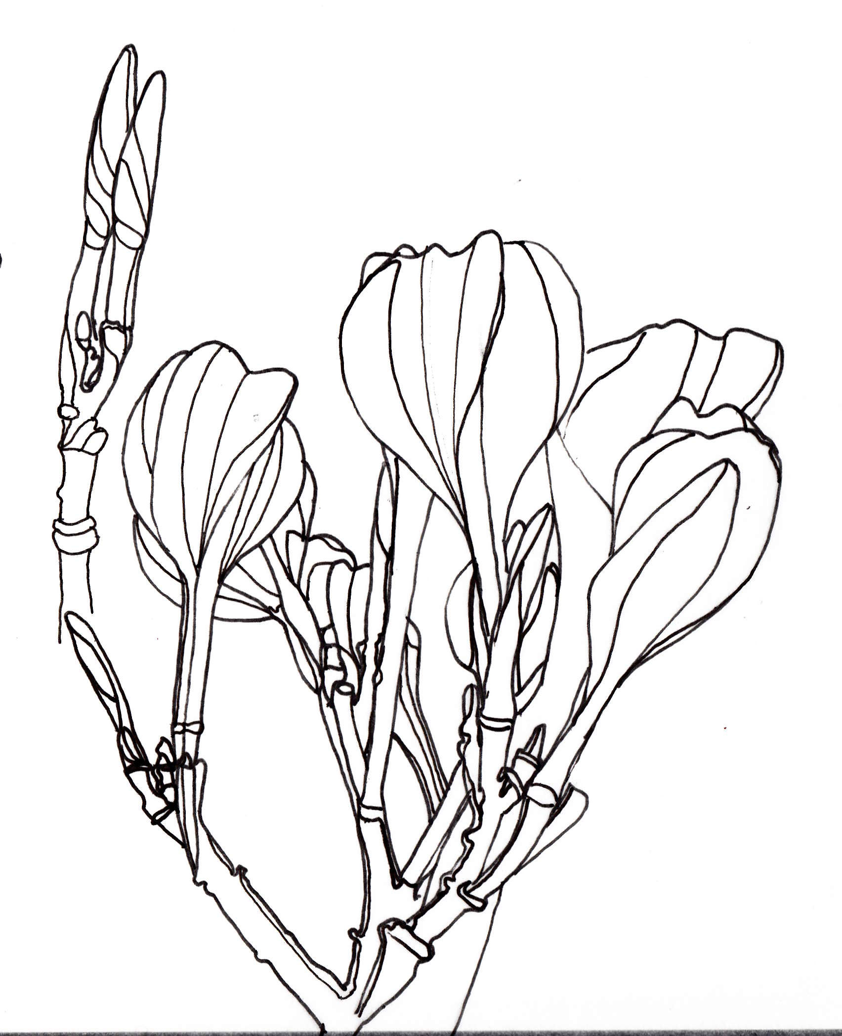 1704x2096 Line Drawing