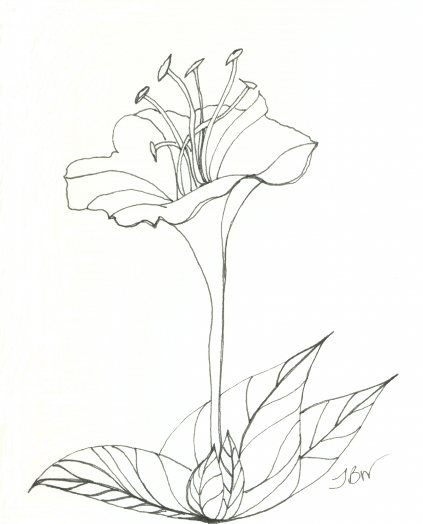 826x1024 Flower Blooming Drawing