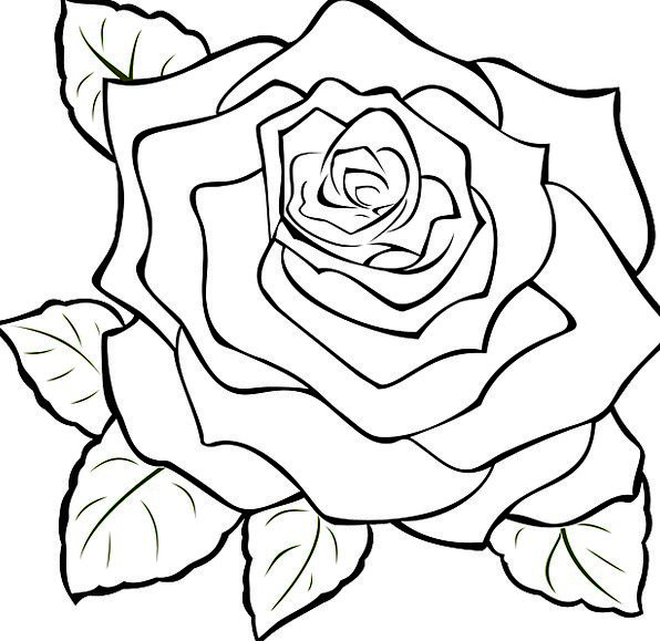 Bloomed Rose Drawing at GetDrawings | Free download