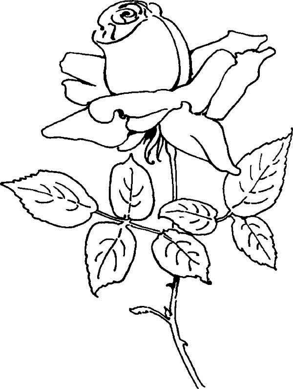 600x796 Blooming Rose Coloring Page