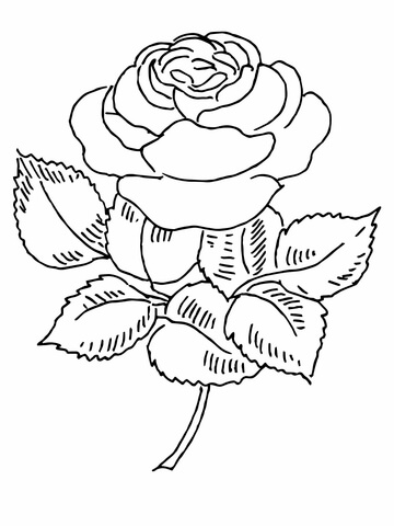 360x480 Blooming Rose Coloring Page Free Printable Coloring Pages