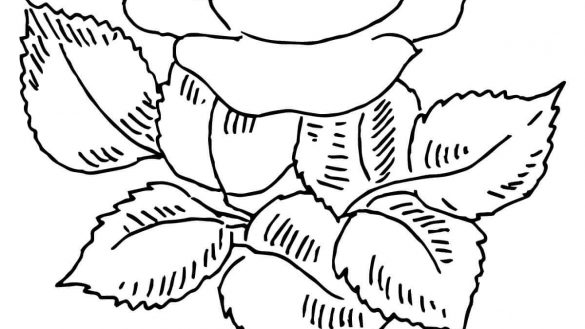 585x329 Coloring Book Roses Pages With Heart Rose Sketch P On Valentines