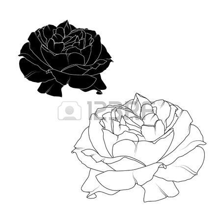 450x450 Realistic Blooming Rose Flower Blossom Isolated. Black And White