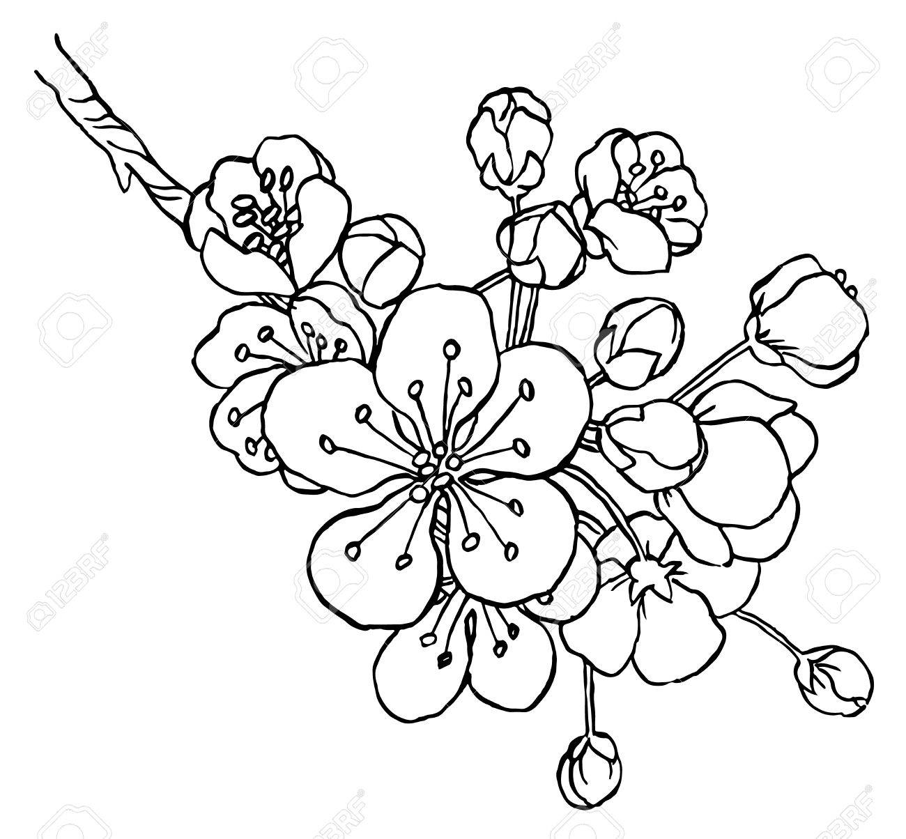 1300x1204 Hand Drawing Apple Tree Branch In Blossom Line Art Isolated