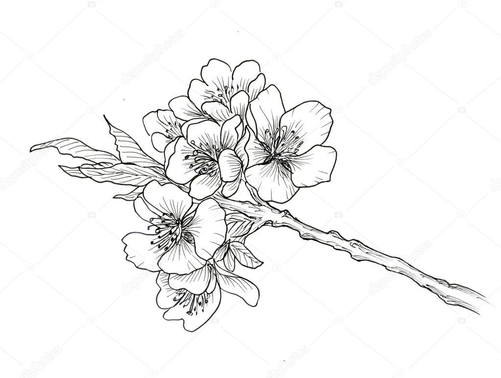 1023x772 Hand Drawn Branch Of Cherry Blossom Stock Photo Valenty