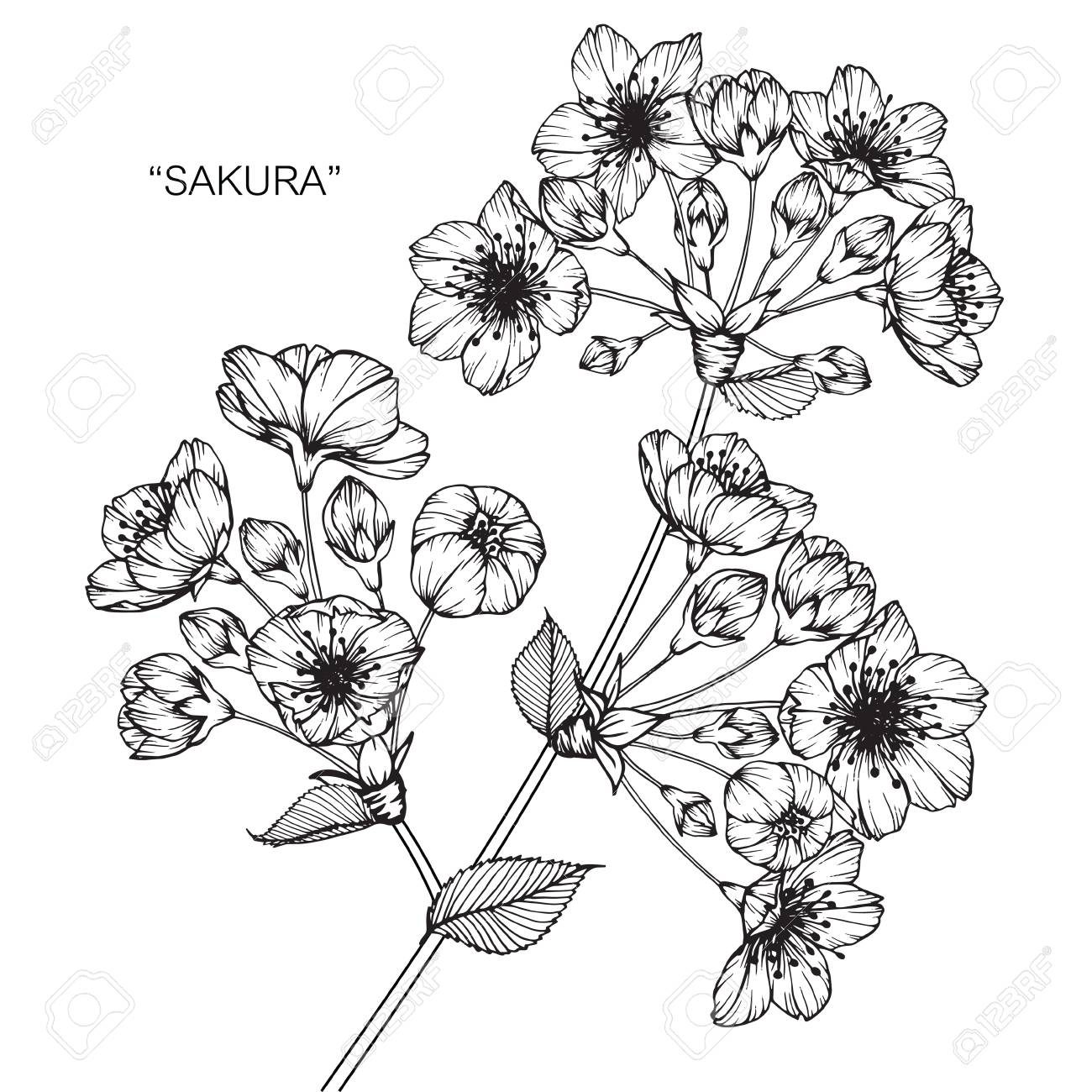 1300x1300 Cherry Blossom Flower. Drawing And Sketch With Black And White